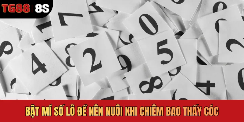 Bật mí số lô đề nên nuôi khi chiêm bao thấy cóc