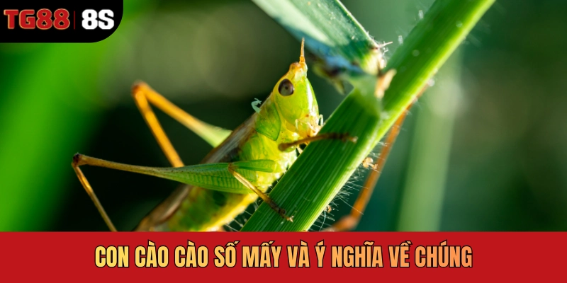 Con cào cào số mấy và ý nghĩa về chúng
