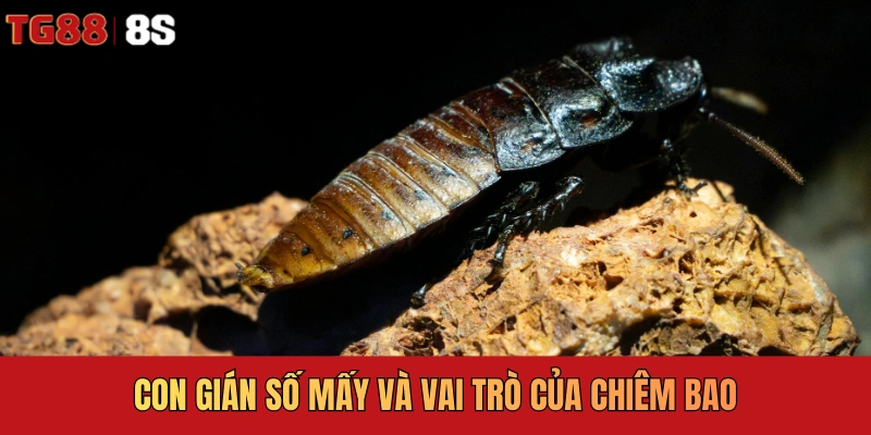 Con gián số mấy và vai trò của chiêm bao