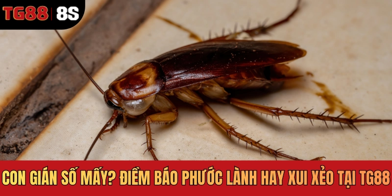 Con Gián Số Mấy? Điềm Báo Phước Lành Hay Xui Xẻo Tại TG88