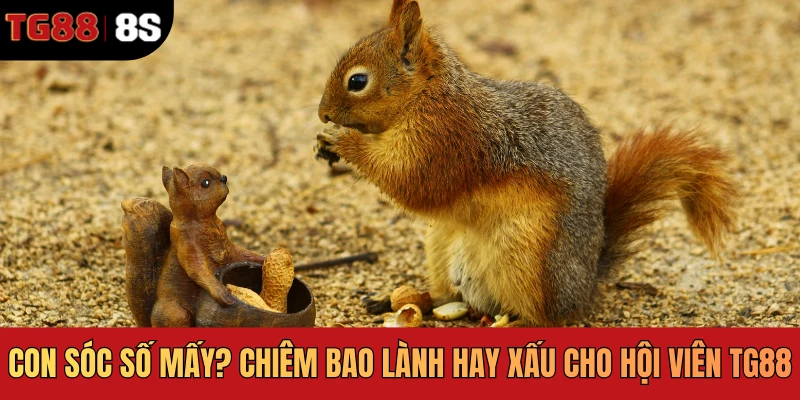 Con Sóc Số Mấy? Chiêm Bao Lành Hay Xấu Cho Hội Viên TG88