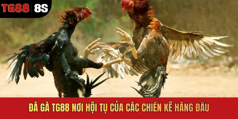 Đá gà TG88 nơi hội tụ của các chiến kê hàng đầu