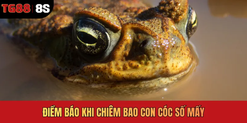 Điềm báo khi chiêm bao con cóc số mấy