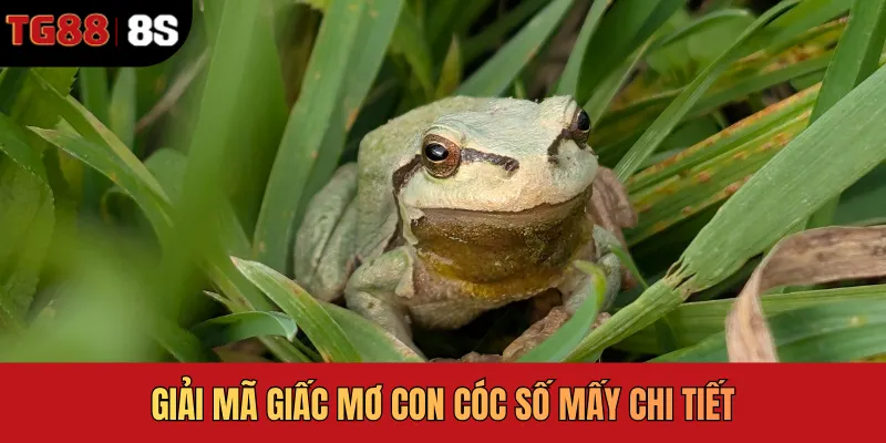 Giải mã giấc mơ con cóc số mấy chi tiết