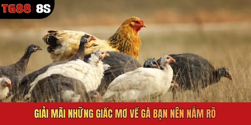 Giải mã mơ thấy gà đánh con gì chắc thắng