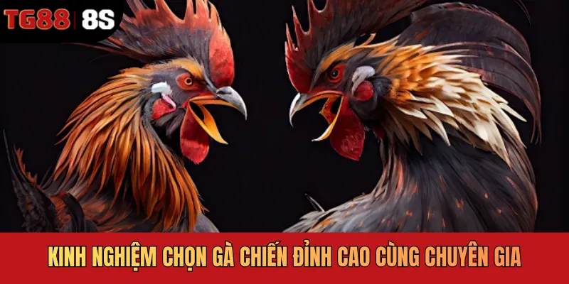Kinh nghiệm chọn gà chiến đỉnh cao cùng chuyên gia