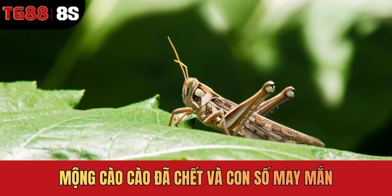 Mộng cào cào đã chết và con số may mắn