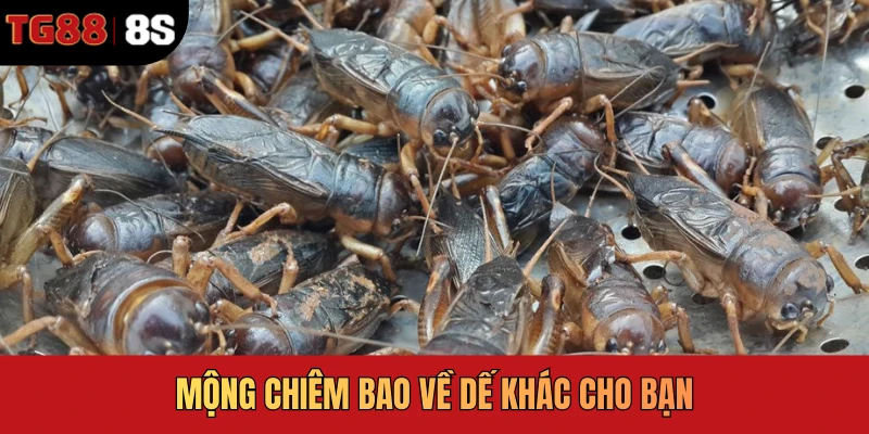 Mộng chiêm bao về dế khác cho bạn