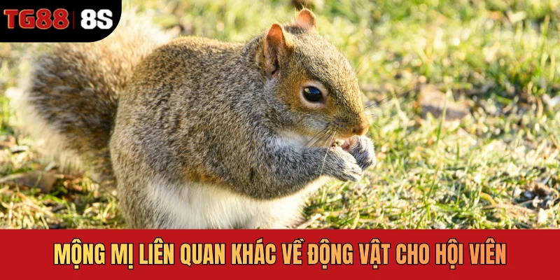 Mộng mị liên quan khác về động vật cho hội viên