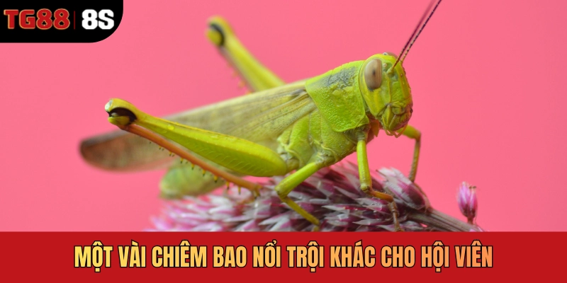 Một vài chiêm bao nổi trội khác cho hội viên