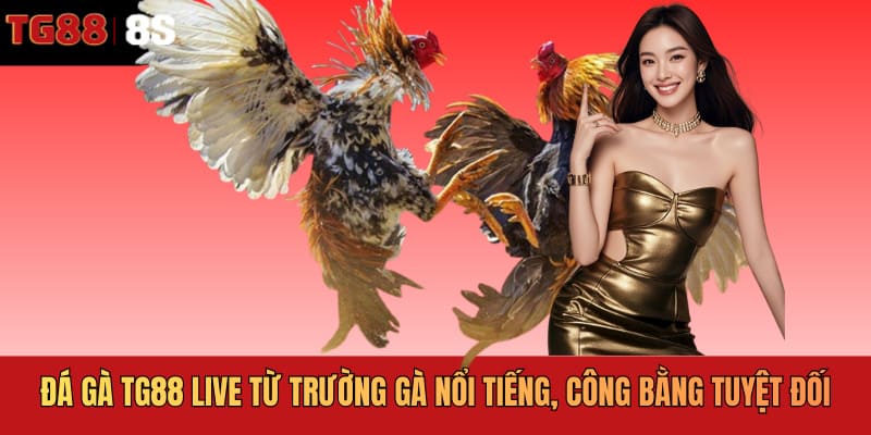 Đá gà TG88 live từ trường gà nổi tiếng, công bằng tuyệt đối