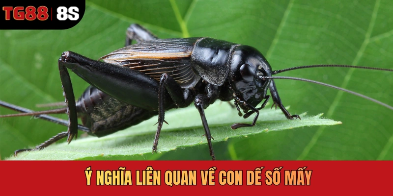 Ý nghĩa liên quan về con dế số mấy